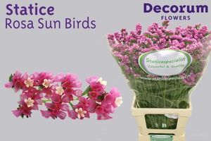 LIMONIUM ST CALDO SUN BIRDS 60